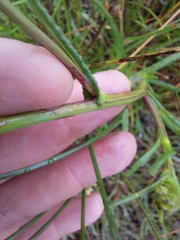 Senecio madagascariensis