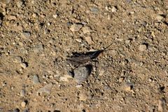 Dracotettix monstrosus