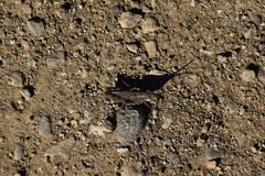 Dracotettix monstrosus