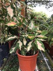 Graptophyllum pictum