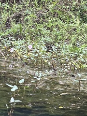 Ipomoea aquatica