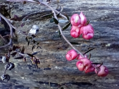 Gaultheria macrostigma