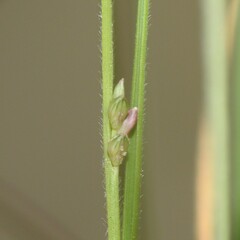 Setaria albovillosa