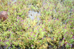 Pogostemon deccanensis