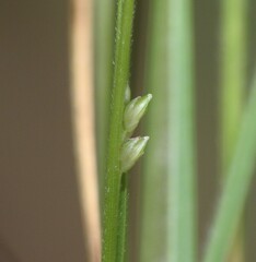 Setaria albovillosa