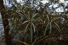 Hippophae rhamnoides