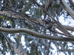 Melithreptus validirostris