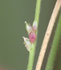Setaria albovillosa