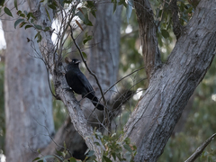 Corvus tasmanicus tasmanicus