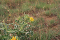 Berkheya onopordifolia