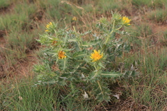 Berkheya onopordifolia