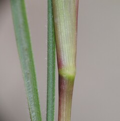 Setaria albovillosa