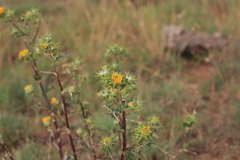Berkheya heterophylla radiata