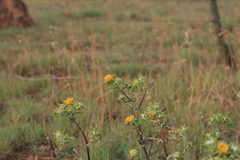 Berkheya heterophylla radiata