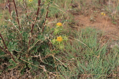 Berkheya heterophylla radiata