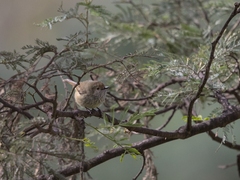 Acanthiza pusilla diemenensis