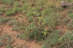 Berkheya heterophylla radiata