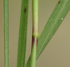 Setaria albovillosa