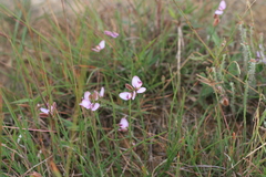 Polygala microlopha