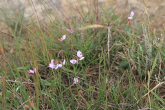 Polygala microlopha