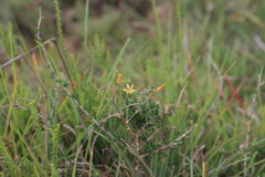 Wahlenbergia albens