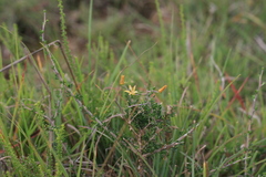 Wahlenbergia albens