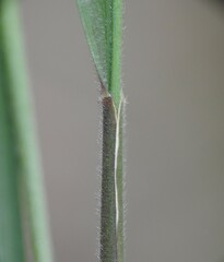 Setaria albovillosa