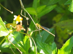 Ceriagrion auranticum