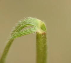 Setaria albovillosa