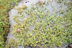 Pogostemon deccanensis