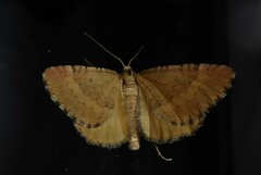 Asaphodes aegrota
