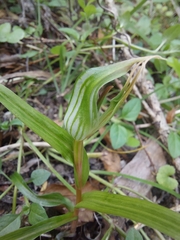 Pterostylis irwinii