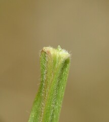 Setaria albovillosa