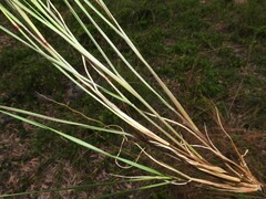 Setaria albovillosa