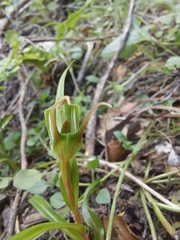 Pterostylis irwinii