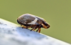 Bathyllus albicinctus