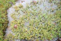 Pogostemon deccanensis