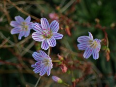 Lewisia columbiana