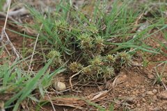 Ifloga glomerata
