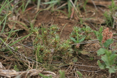 Ifloga glomerata