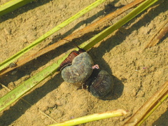 Pomacea canaliculata