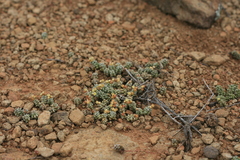 Crassula corallina