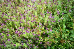 Pogostemon deccanensis