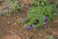 Aptosimum procumbens