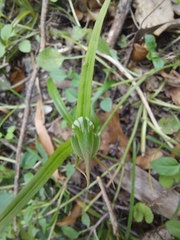 Pterostylis irwinii