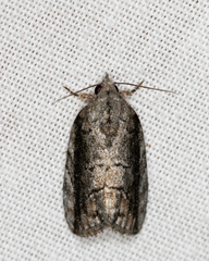 Etanna clopaea
