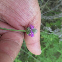 Dalea purpurea