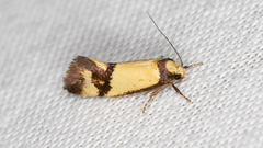 Olbonoma triptycha