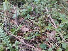 Pterostylis irwinii