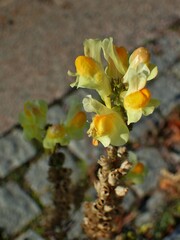 Linaria vulgaris